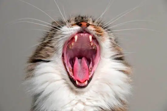 Dentalroentgen bei Katzen