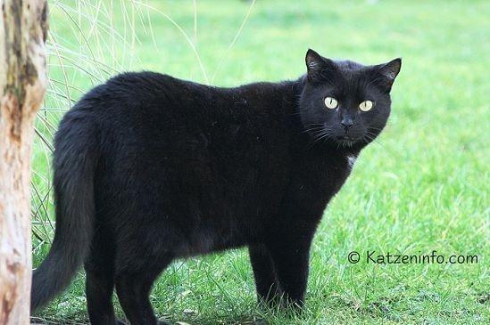 www.katzeninfo.com - Silvesterstress