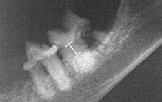 Röntgenbild Parodontitis bei der Katze