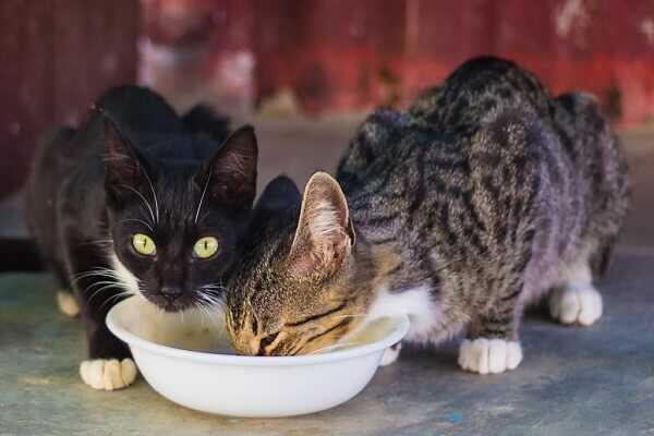 Katzen artgerecht füttern